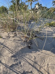 Spinifex sericeus