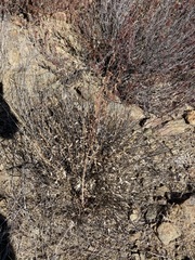 Dudleya pulverulenta