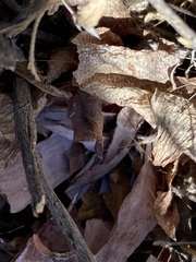 Dudleya pulverulenta