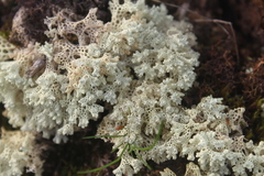 Pulchrocladia ferdinandii