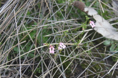 Stylidium ecorne