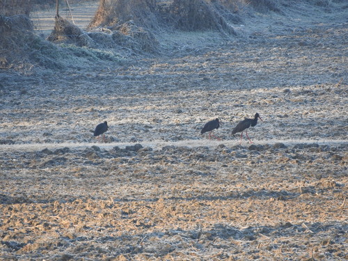 Black Stork (Ciconia nigra), photo 10