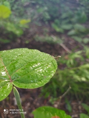 Phasmomantis sumichrasti