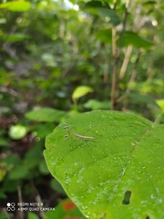 Phasmomantis sumichrasti