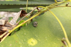 Phidippus bidentatus