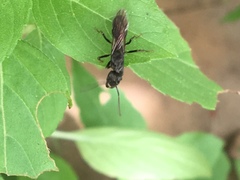 Ectatomminae
