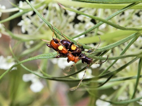 Zorion guttigerum photo 3