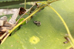 Phidippus bidentatus
