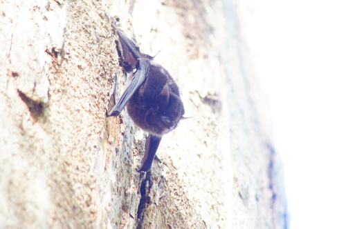 Greater Sac-winged Bat