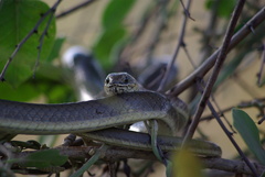 Image of Psammophis mossambicus