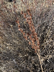 Dudleya pulverulenta