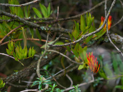 Tristerix longibracteatus
