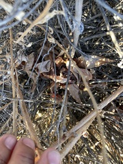 Dudleya pulverulenta
