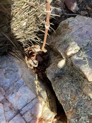 Dudleya pulverulenta