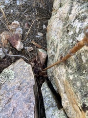 Dudleya pulverulenta
