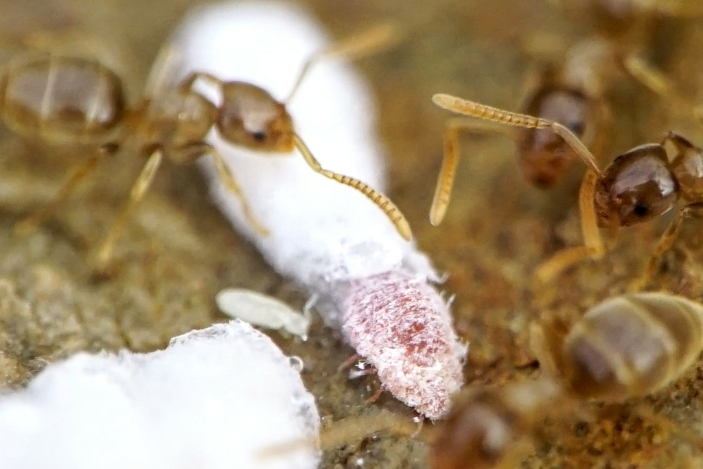 Micrococcidae