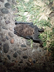 Chiroptera