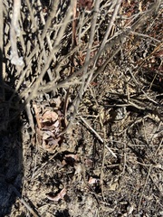 Dudleya pulverulenta