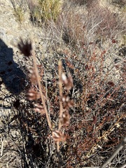Dudleya pulverulenta