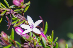 Arcytophyllum thymifolium