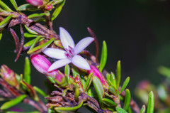 Arcytophyllum thymifolium