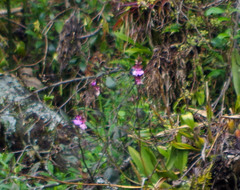 Caucaea