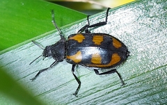 Astylini