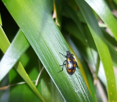 Astylini