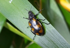 Astylini
