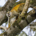 Central American Squirrel Monkey - Photo (c) Thomas Fuhrmann, some rights reserved (CC BY-NC), uploaded by Thomas Fuhrmann