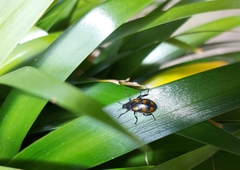 Astylini