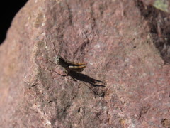 Chorthippus corsicus