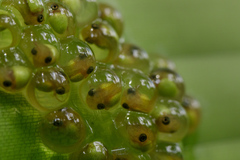 Agalychnis callidryas