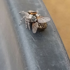 Menemerus bivittatus