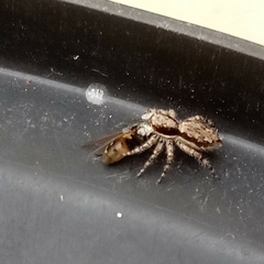 Menemerus bivittatus