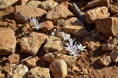 Colchicum cupanii