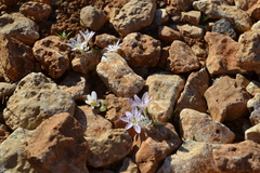 Colchicum cupanii