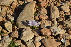 Colchicum cupanii