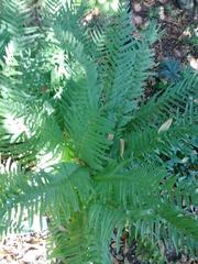 Dryopteris tokyoensis