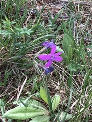 Primula nivalis subintegerrima