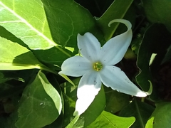 Jaborosa integrifolia