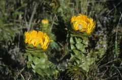 Oedera imbricata