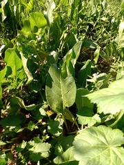 Jaborosa integrifolia