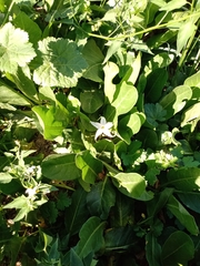 Jaborosa integrifolia