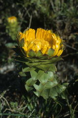Oedera imbricata