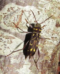 Cotyclytus curvatus