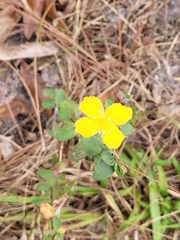 Hypericum tetrapetalum