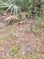 Hypericum tetrapetalum