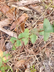 Hypericum tetrapetalum