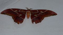 Rothschildia hesperus